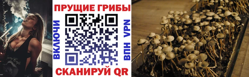 Галлюциногенные грибы Psilocybine cubensis  Новосибирск 